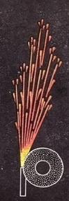 Р9